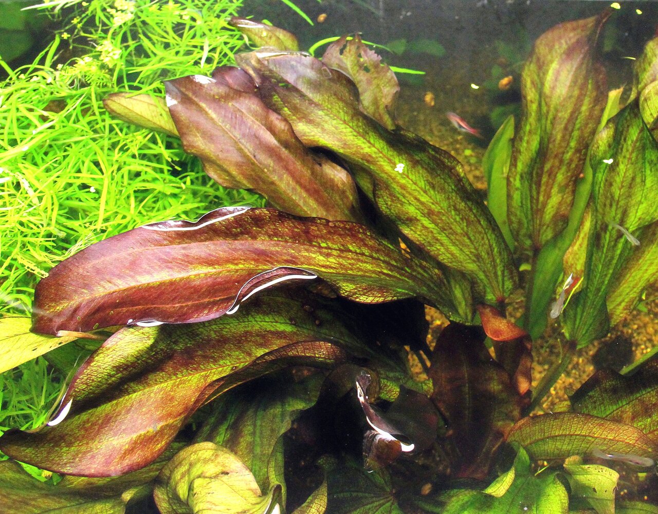 Echinodorus Rubin, Wasserpflanze für Aquarien, rötlich-grüne Blätter, groß & wellig, ideal für naturnahes Ambiente.