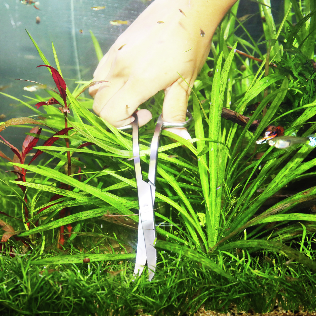 JBL Aquascaping-Pinzette, für Aquarienbesitzer, präzise Pflanzenpflege, einfache Handhabung, ideal für Unterwasserlandschaften.