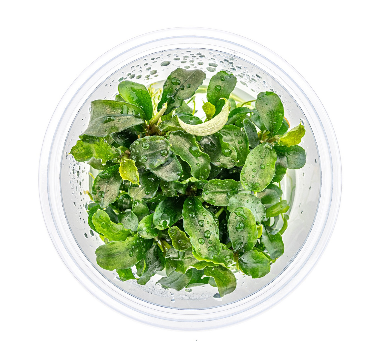 Ein rundes Plastikgefäß mit frischen, grünen Wasserpflanzen, die mit Wassertropfen bedeckt sind. Die Pflanzen wirken lebendig und gesund, ideal für Aquarien. Die Verpackung ist durchsichtig, sodass die Pflanzen gut sichtbar sind. EAN: 4251127254944.