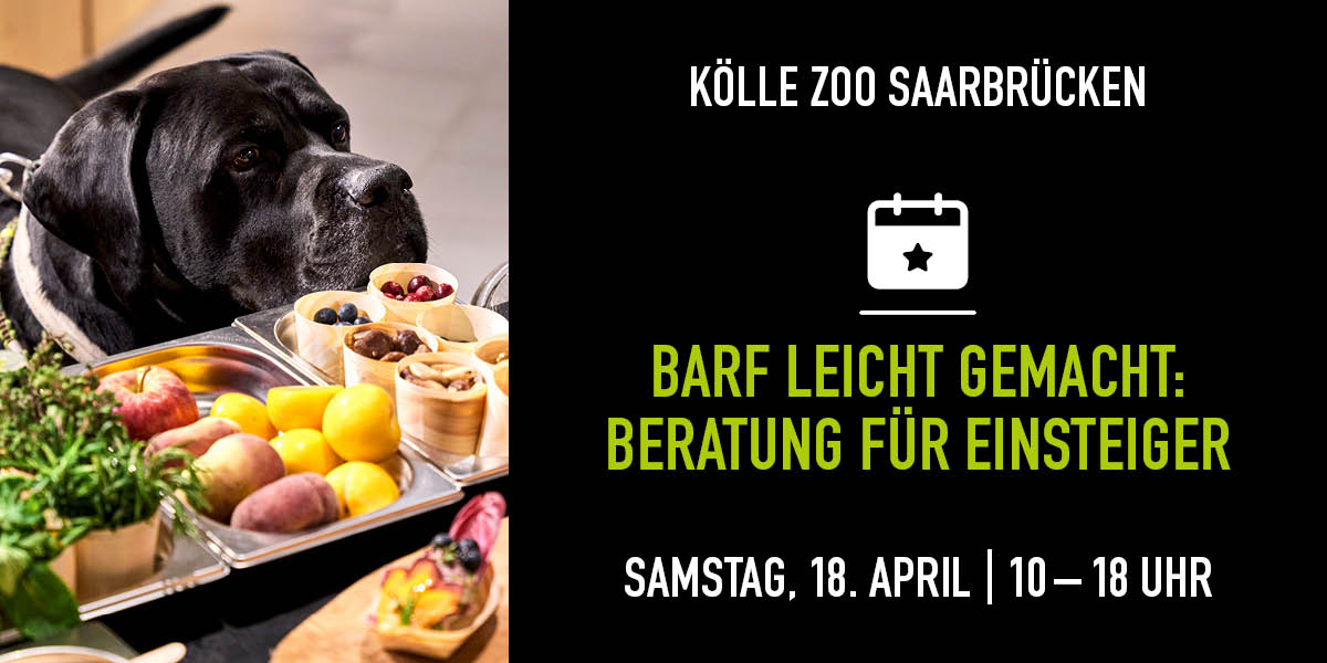 Schwarzer Hund schnuppert an BARF-Probierhäppchen bei Beratungsevent