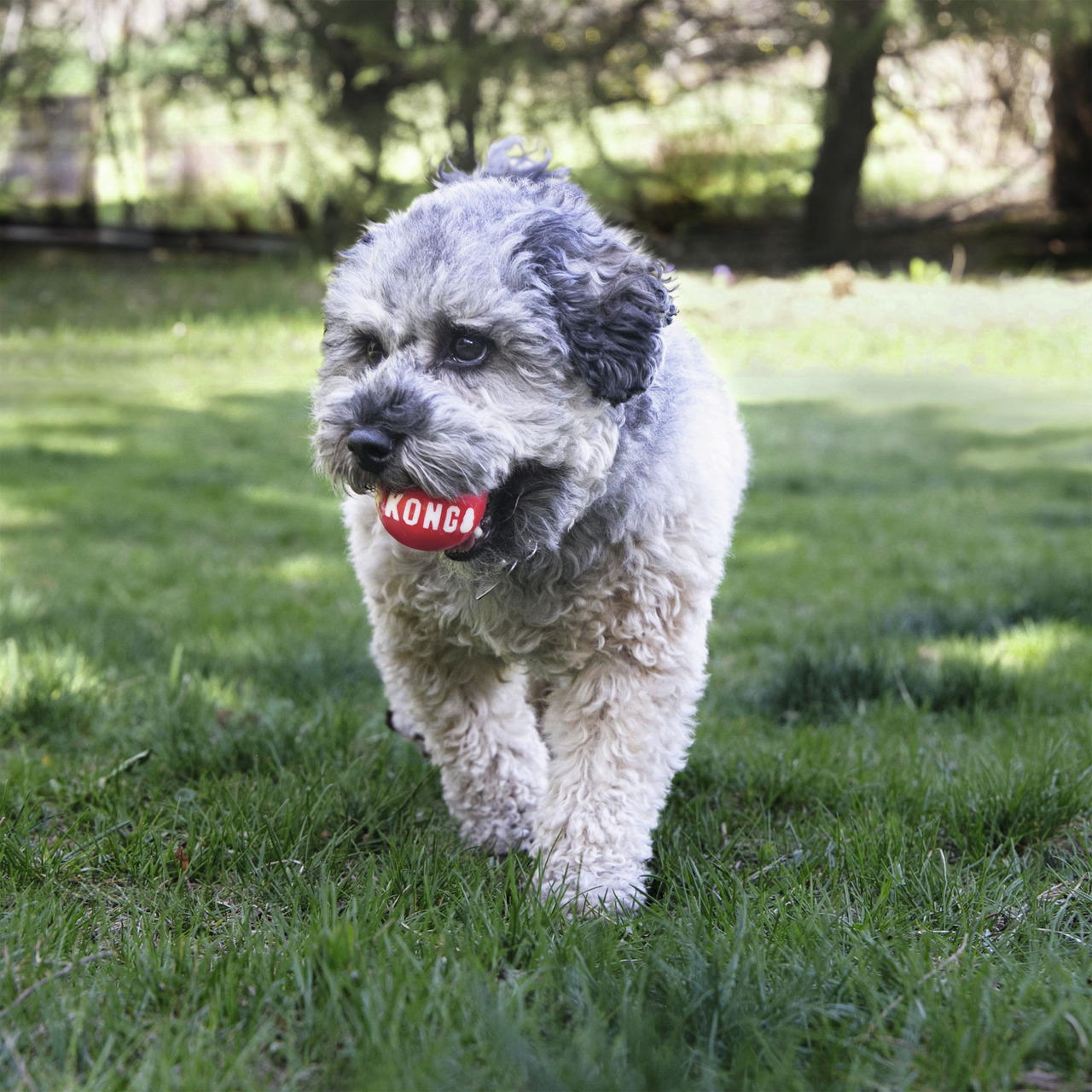 KONG-Spielball für Hunde, langlebig & hochwertig, fördert aktives Spielen, für Hunde aller Größen.
