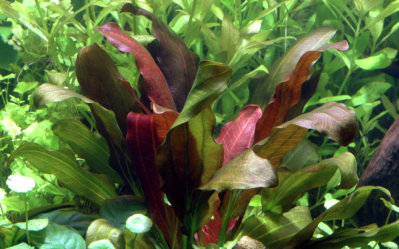 Tropica Echinodorus 'Red Rubin', Wasserpflanze für Aquarien, rotbraune Blätter, Schutz & Sauerstoff für Fische.