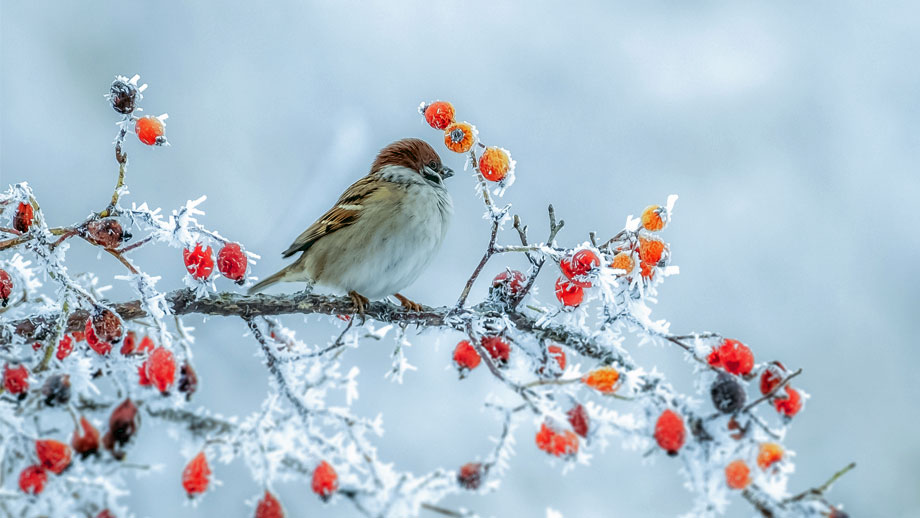 Was Brauchen Vgel Im Herbst Und Winter Teaser %281%29