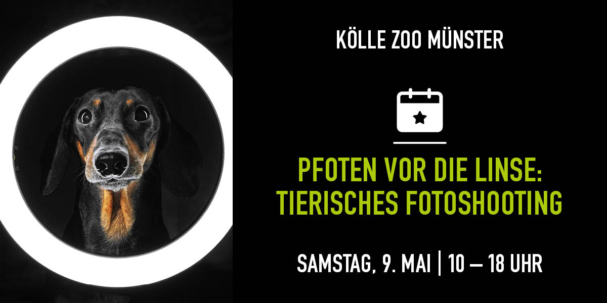 Hund schaut durch runden Lichtring, Infos zu Fotoshooting im Kölle Zoo 