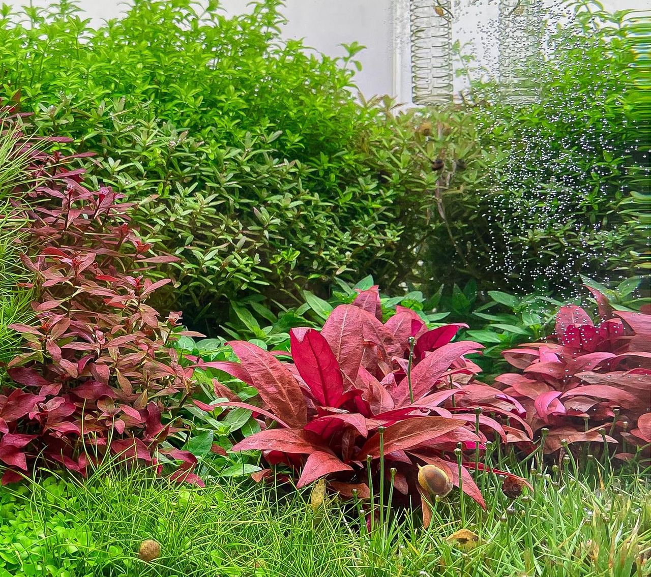 Üppig bepflanztes Aquarium mit roten Alternanthera, grünem Bodendecker, dichten Pflanzen, Luftblasen