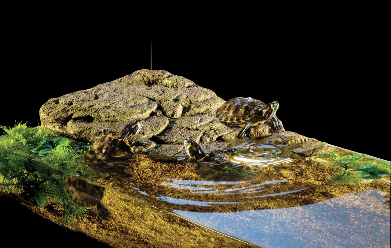 Exo Terra Turtle Bank klein