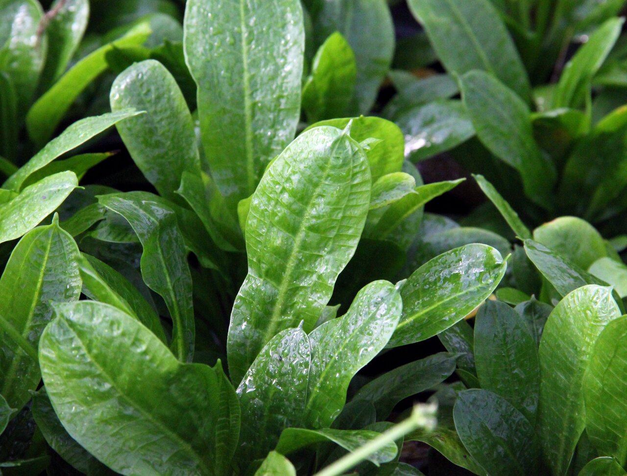 Nahaufnahme frischer, grüner ALOHA-Blätter mit saftiger, glänzender Oberfläche, Wassertropfen und kräftigen Blattadern.