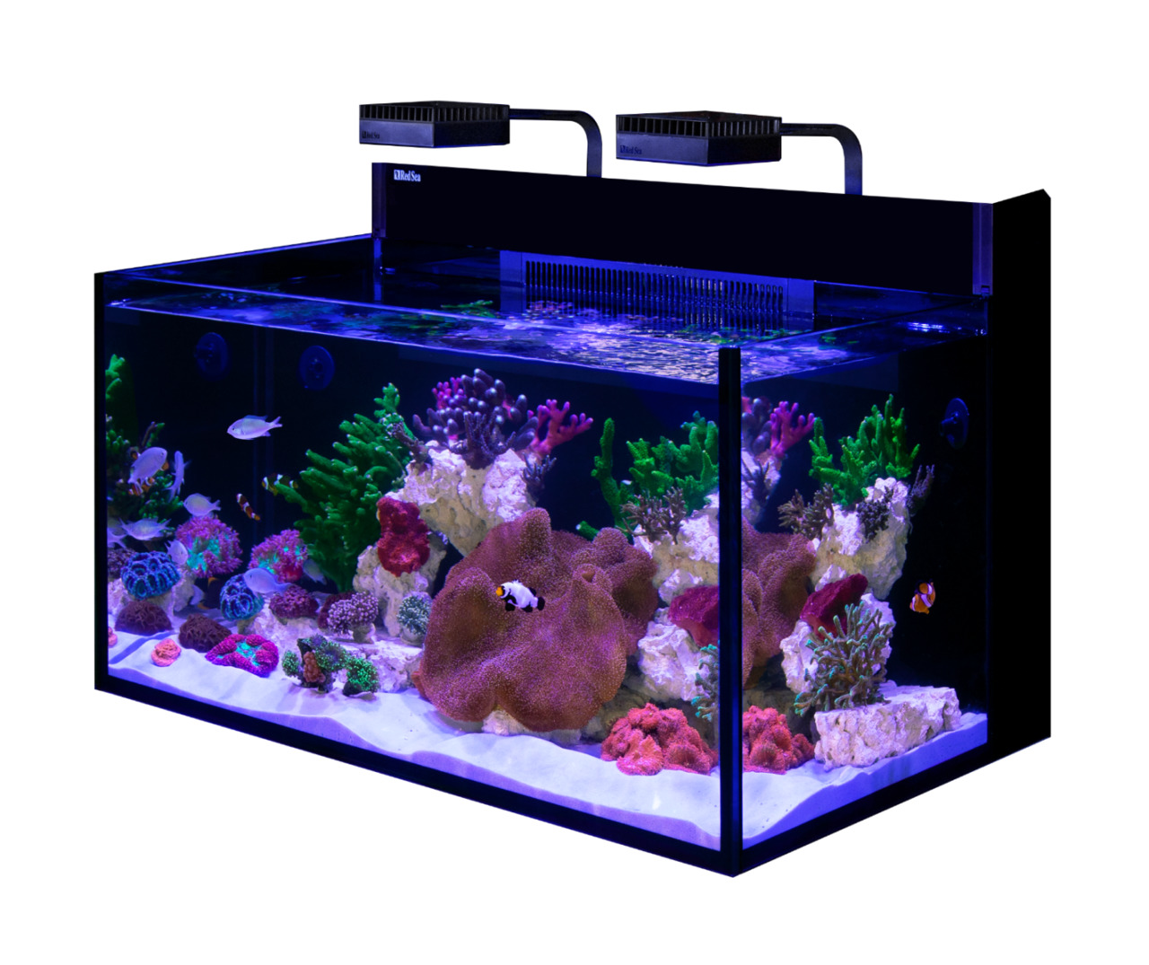 Red Sea Reefer Aquarium: Hochwertiges Meerwasseraquarium für Aquaristik-Fans, mit LED, Korallen, Fischen