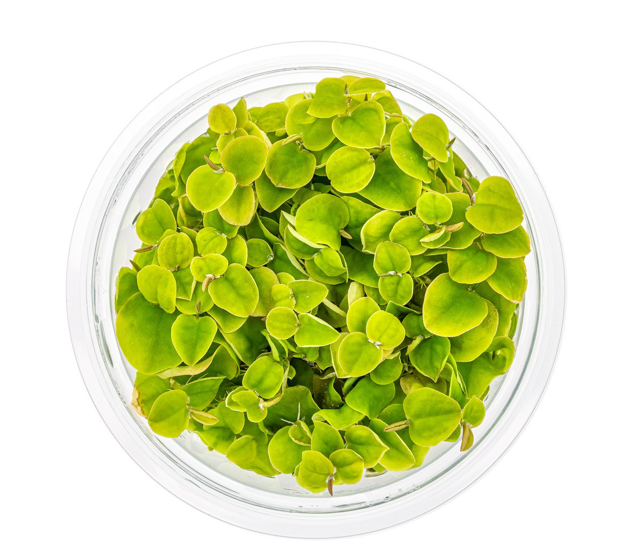 Nahaufnahme von grünen Pflanzenblättern in klarem Glasbehälter mit Wasser, klein & rundlich, gesund & gepflegt.