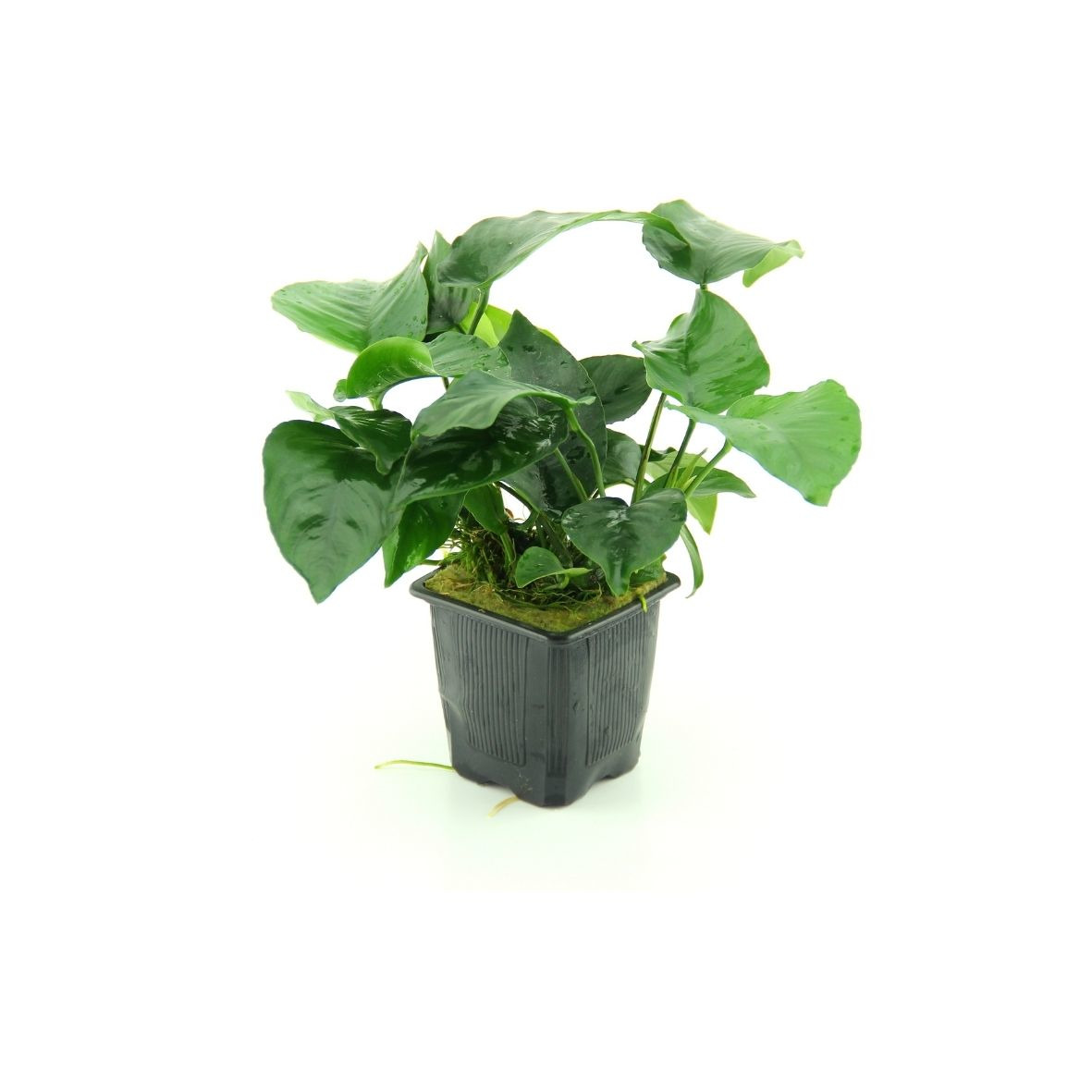 ALOHA Anubias barteri XXL