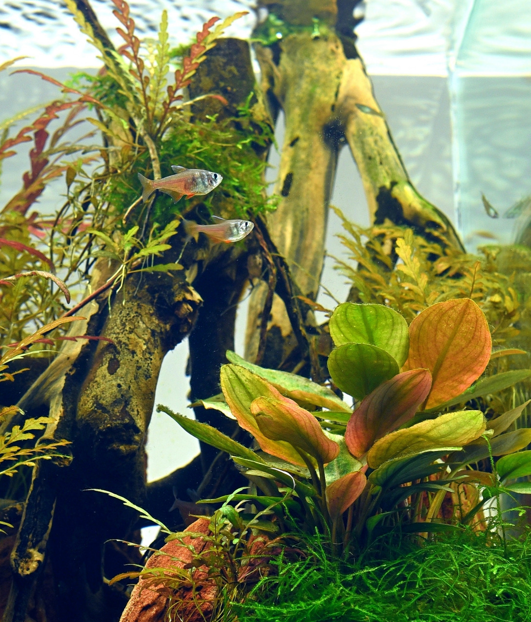 Lebendiges Aquarium mit Echinodorus, grünen/rötl. Pflanzen, 2 Roten von Rio (Hyphessobrycon flammeus) & dekorativem Wurzelholz.