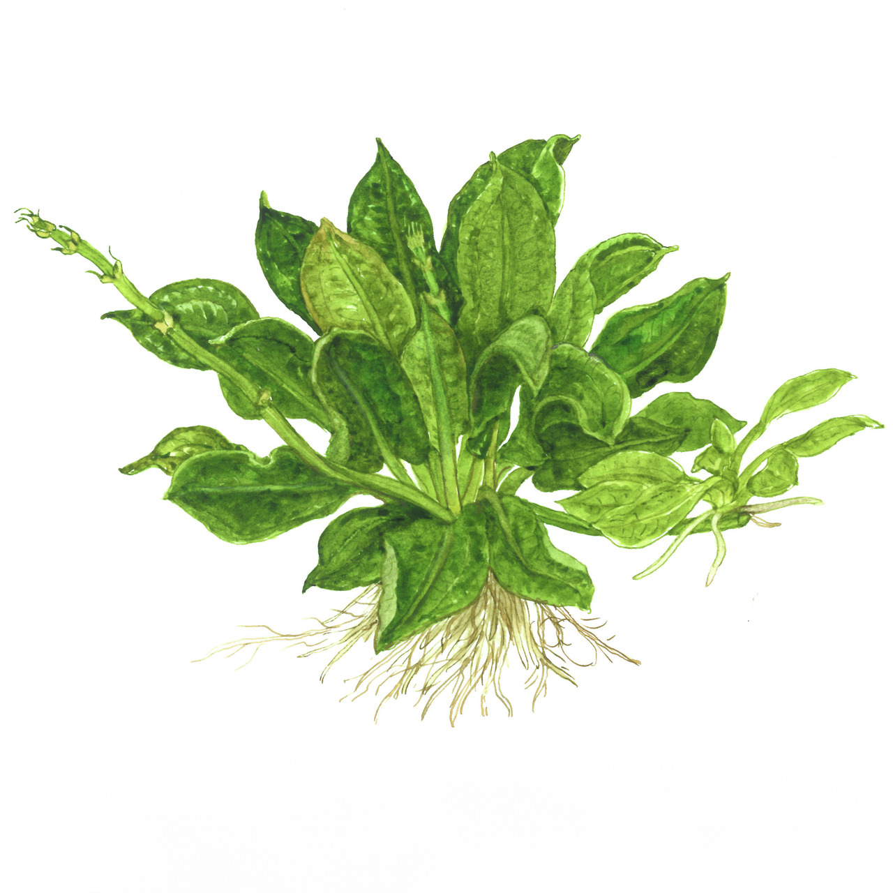 Echinodorus grisebachii TROPICA 1-2-GROW