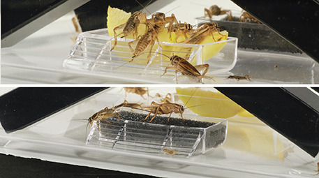 Das Bild zeigt den Exo Terra Cricket Pen, ein Produkt für die Haltung und Fütterung von Grillen, speziell für Reptilienhalter. Zu sehen sind mehrere Grillen, die auf einer transparenten Futterstation sitzen, mit gelben Obststücken als Nahrung. Die Zielgru