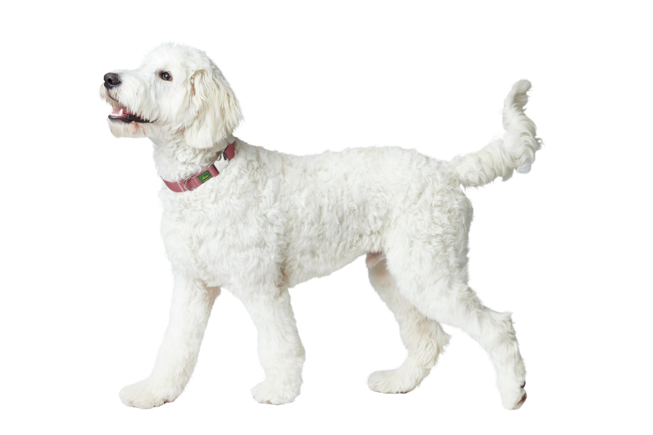 HUNTER Halsband Inari Extra Large 45 - 65 Centimeter pastellrot Hundehalsband