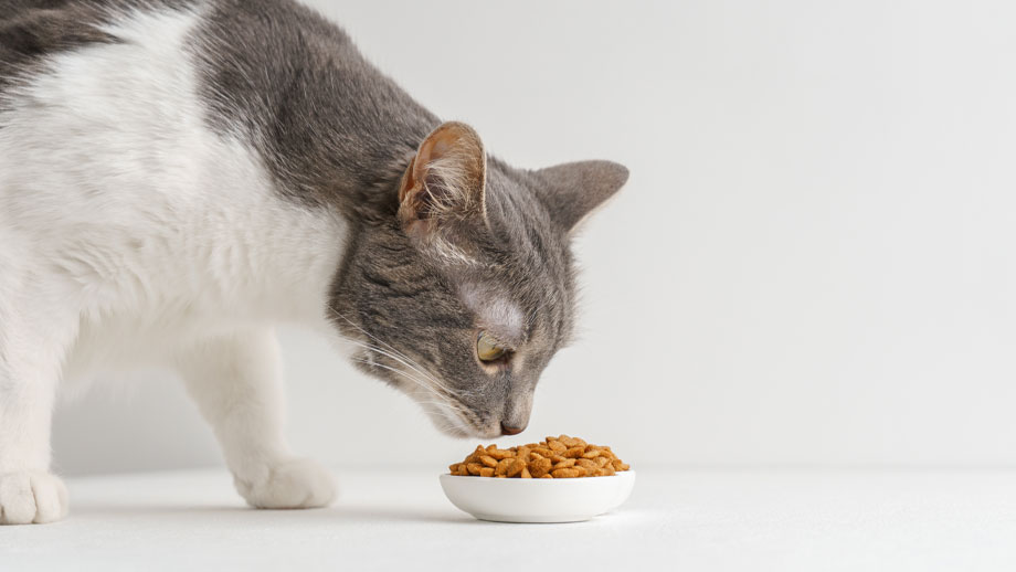 Braun-weiß gefleckte Katze riecht an Futter