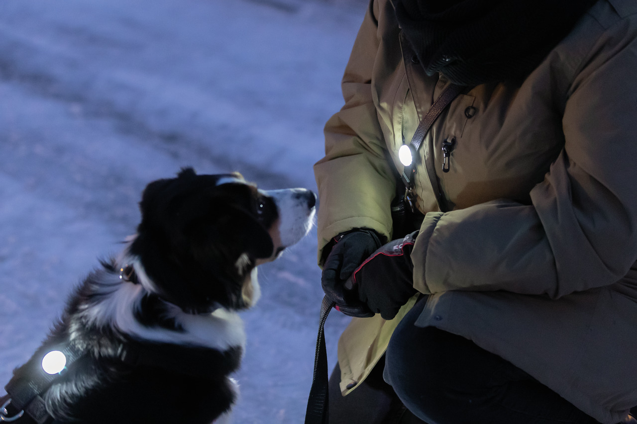 TRIXIE beleuchtetes Hundegeschirr, ideal für Spaziergänge im Dunkeln, erhöht Sichtbarkeit & Sicherheit. Zielgruppe: Hundebesitzer.