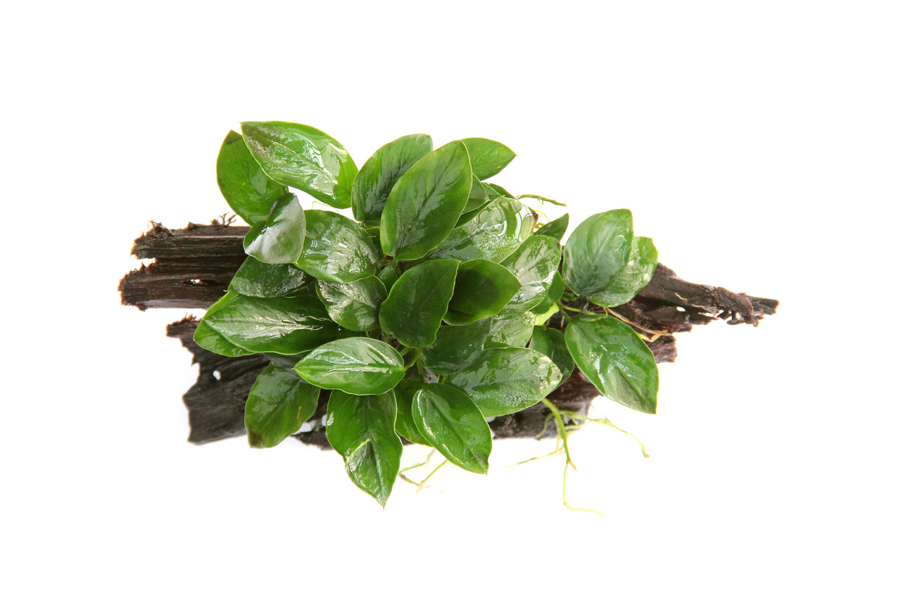 ALOHA Aquarienpflanze auf Holz, ideal f. Aquarienliebhaber, dekorativ & pflegeleicht, glänzende ovale Blätter.