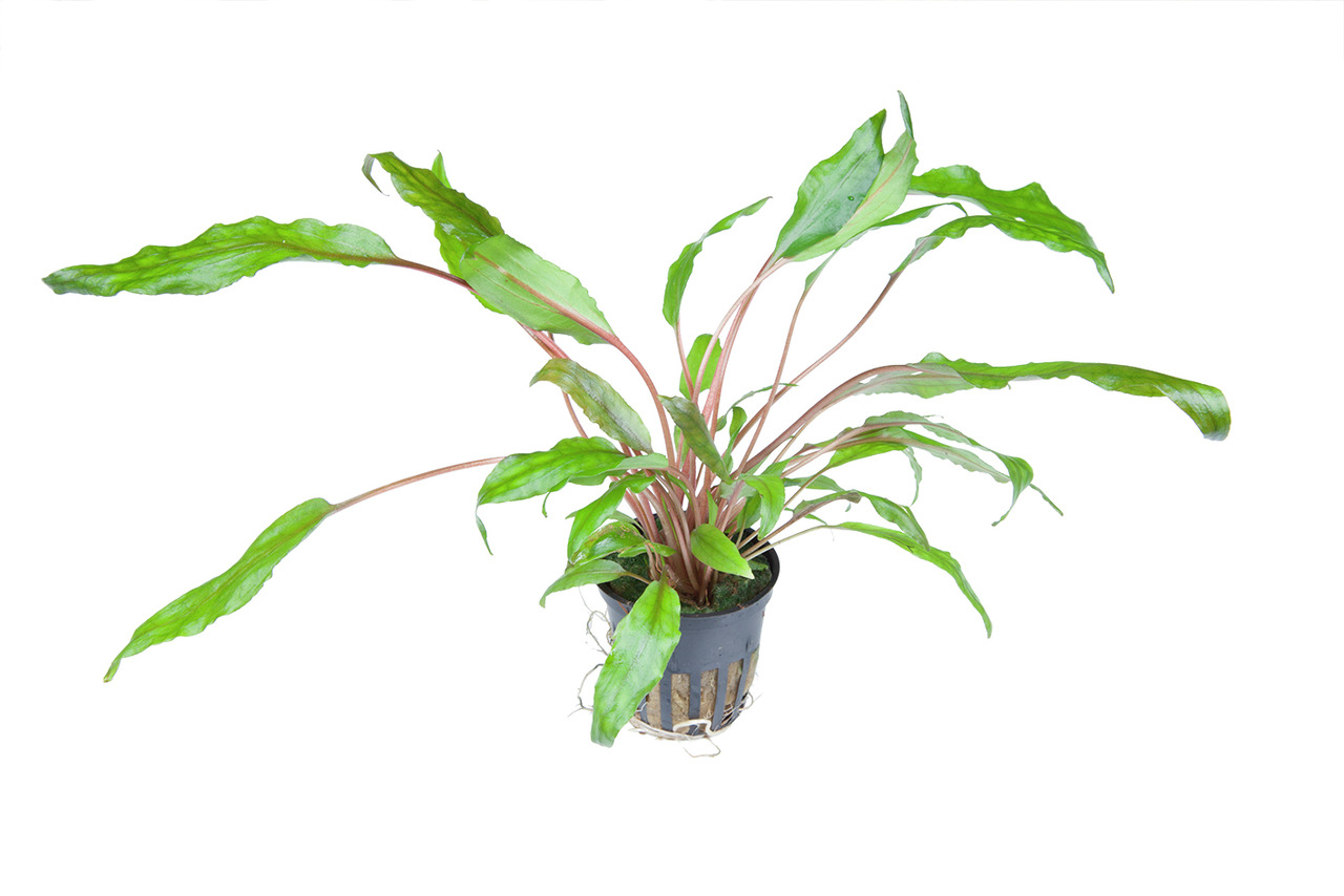 Tropica Wasserpflanze im schwarzen Topf, ideal für Aquarien, fördert gesundes Ökosystem, lange Blätter, rötliche Stiele.