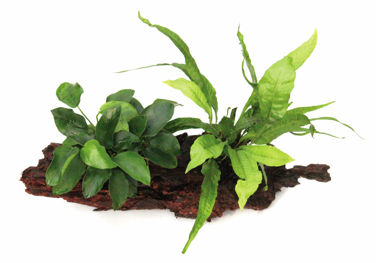 Aloha Aquarienpflanze, 2 grüne Pflanzenarten auf Holz, für Aquarienliebhaber, ideal zur Gestaltung natürl. Unterwasserlandschaften.