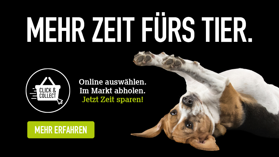 Click&Collect braun/weißer Hund liegt und streckt sich