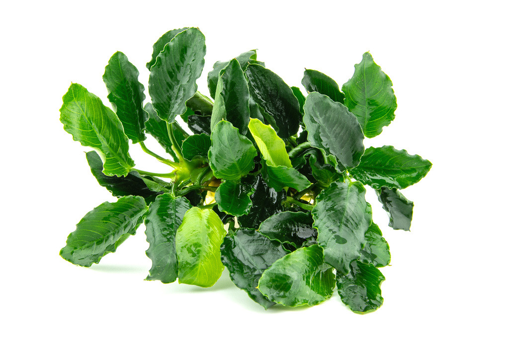 Anubias barteri var. nana, kompakte Aquarienpflanze, ideal für Süßwasseraquarien, pflegeleicht, langsam wachsend, wenig Lichtbedarf.