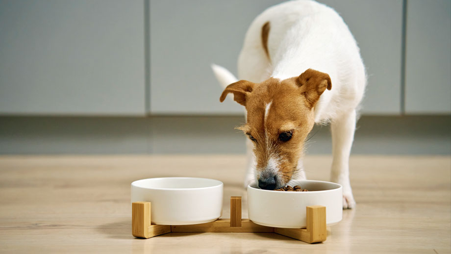 Vet Futter Fuer Hunde Mit Nierenerkrankungen Teaser