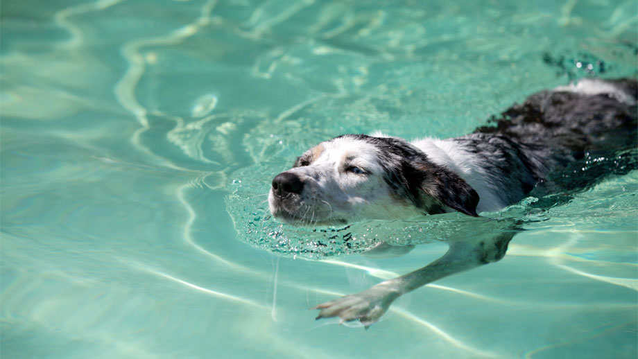 Braun-weißer Hund schwimmt in Wasser