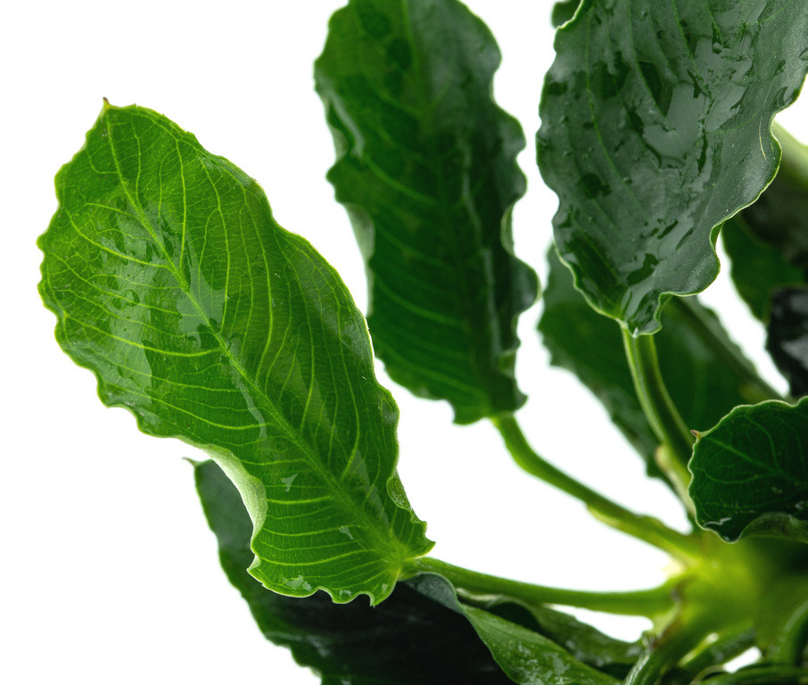 ALOHA Aquarienpflanze, ideal für Aquarienliebhaber, große kräftige Blätter mit deutlicher Struktur, natürliche Umgebung für Fische.