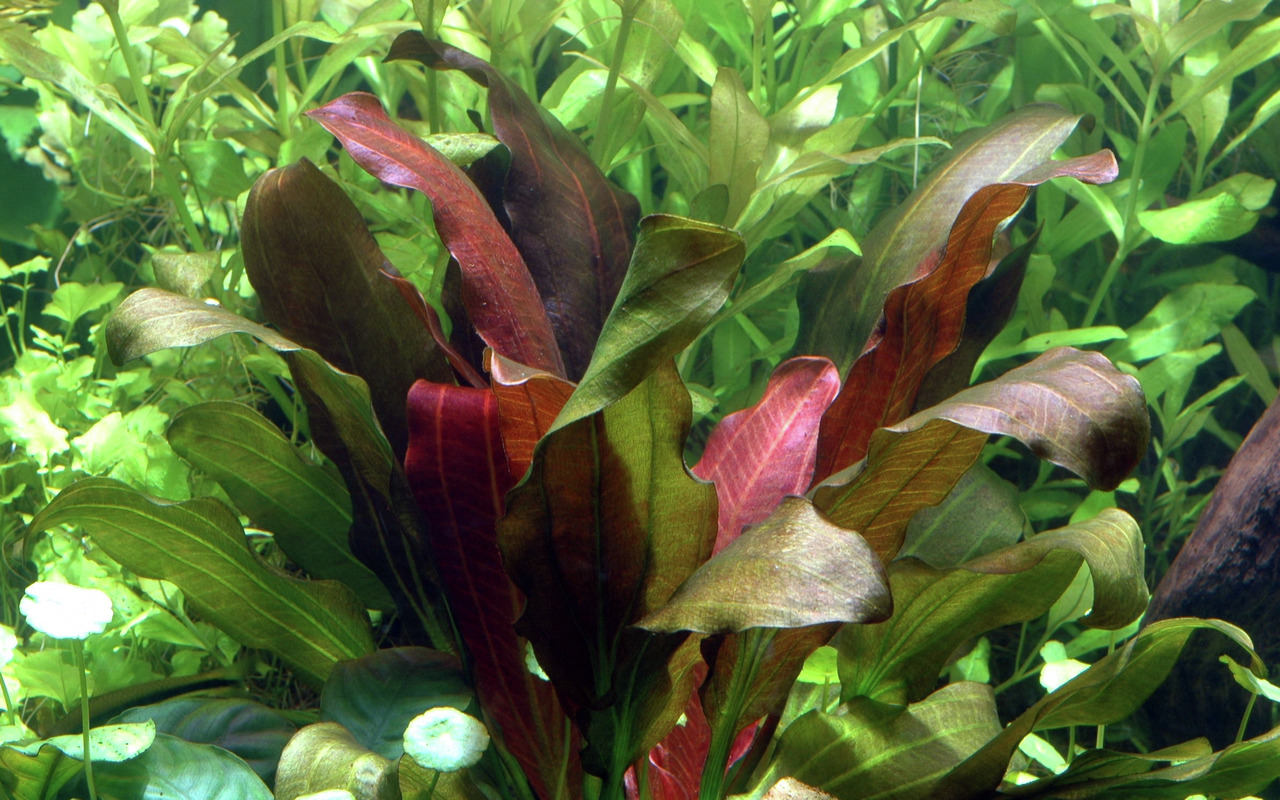 Tropica Echinodorus 'Red Rubin', Aquarienpflanze, rotbraune Blätter m. grünen Akzenten, ideal f. Süßwasseraquarien, Versteckmöglichk.