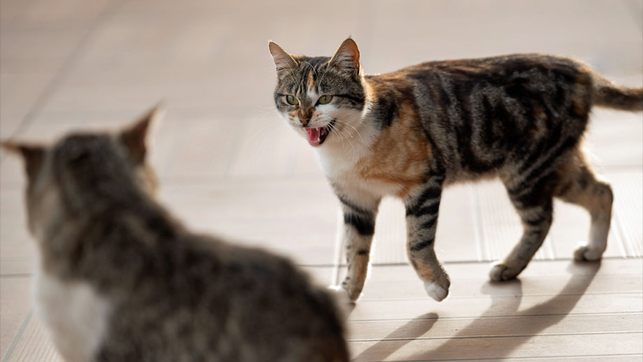 Gescheckte Katze faucht andere Katze an, die nur von hinten zu sehen ist. 