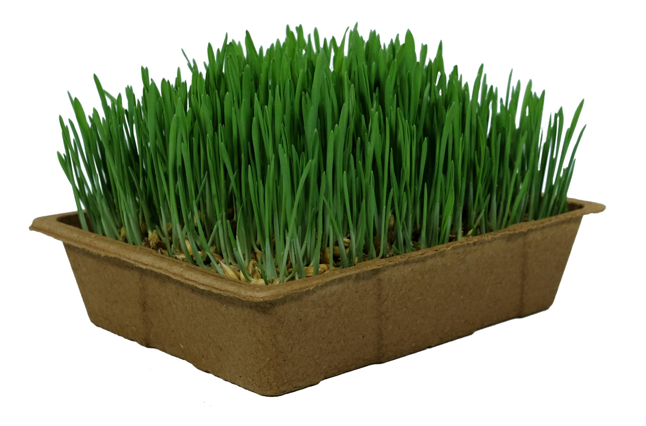 PetSnack Katzengras, frisches Grün in biolog. Schale, für Katzen, fördert Verdauung & Kauverhalten, ideal für Katzenhalter.