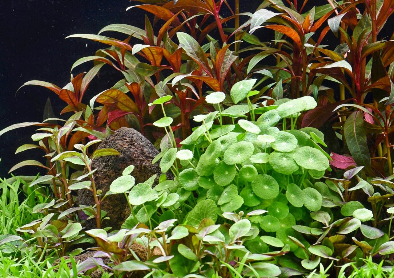 Das Bild zeigt eine üppige Unterwasserlandschaft mit verschiedenen Aquarienpflanzen. Im Vordergrund befinden sich leuchtend grüne Hydrocotyle-Blätter, die durch ihre runde Form auffallen. Dahinter wachsen rot-grüne Ludwigia-Pflanzen, die dem Bild Tiefe ve
