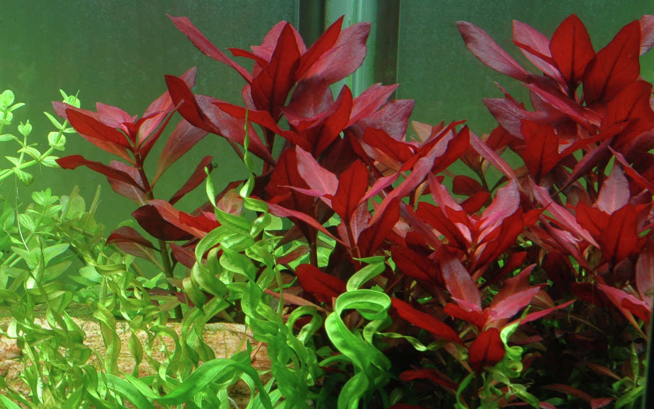 Tropica Aquarienpflanzen, ideal für Süßwasseraquarien, schaffen lebendige, natürliche Umgebung mit roten & grünen Kontrasten.