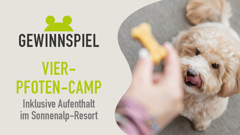 2026 Vier Pfoten Camp Blog Banner1 920x518px%201