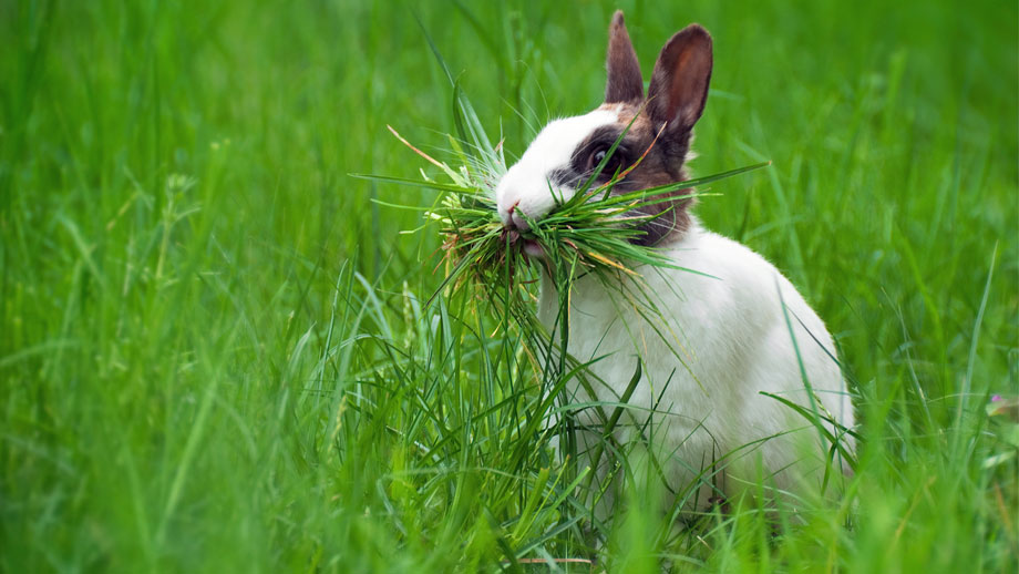 Ein weißes Kaninchen mit braunen Ohren sitzt auf einer Wiese und hat ein Büschel Gras im Maul