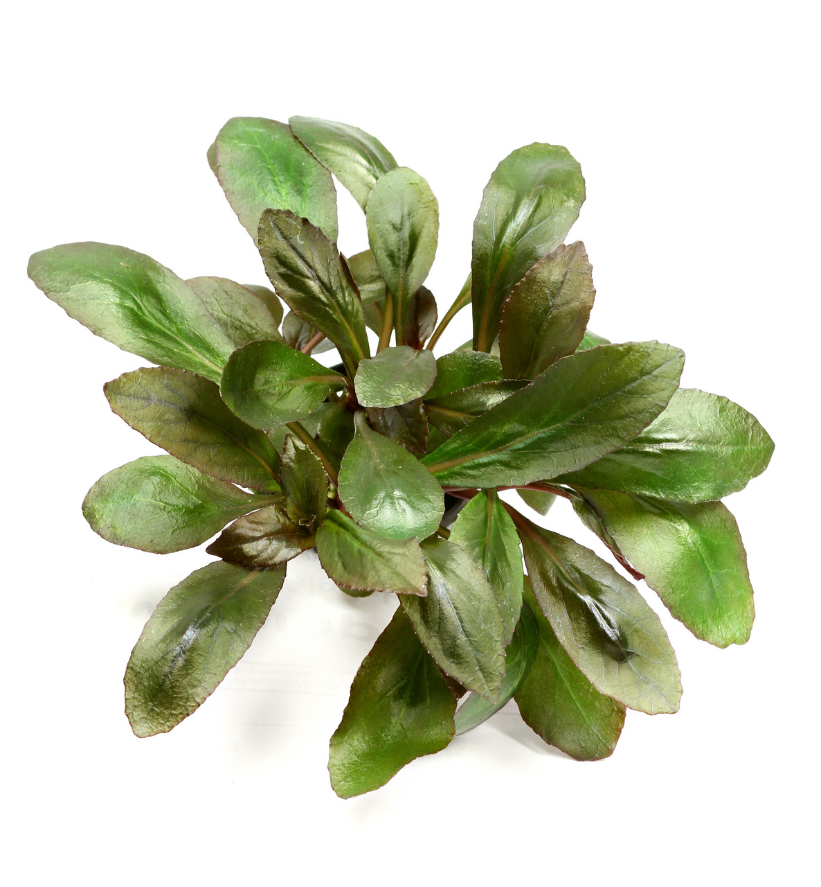 ALOHA künstl. Aquarienpflanze 4251127255286, für Aquarienliebhaber, grüne Blätter, Deko & Versteck für Fische.