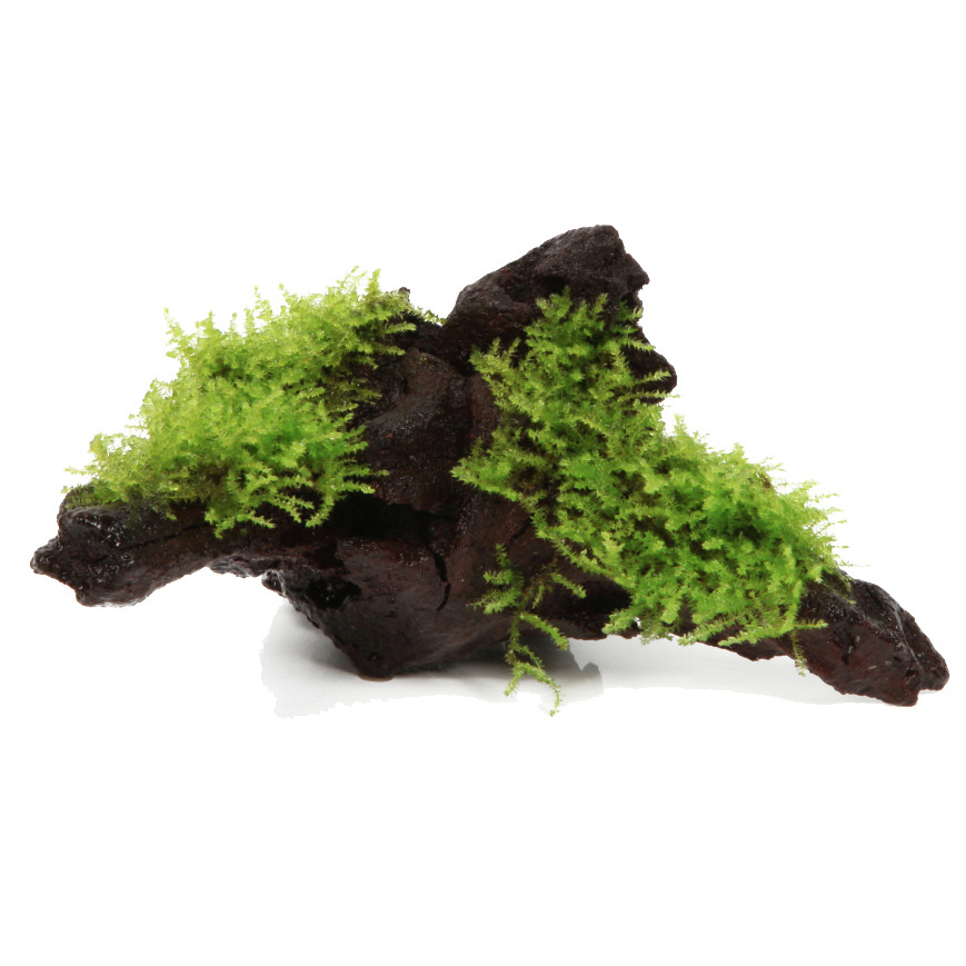 Bogwood Vesicularia spec. klein