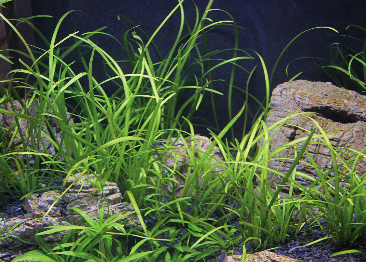Aquarium mit Vallisneria, dekorativen Steinen & Kiesboden, gesunde Pflanzen durch optimale Pflege, dunkler Hintergrund betont Grün.