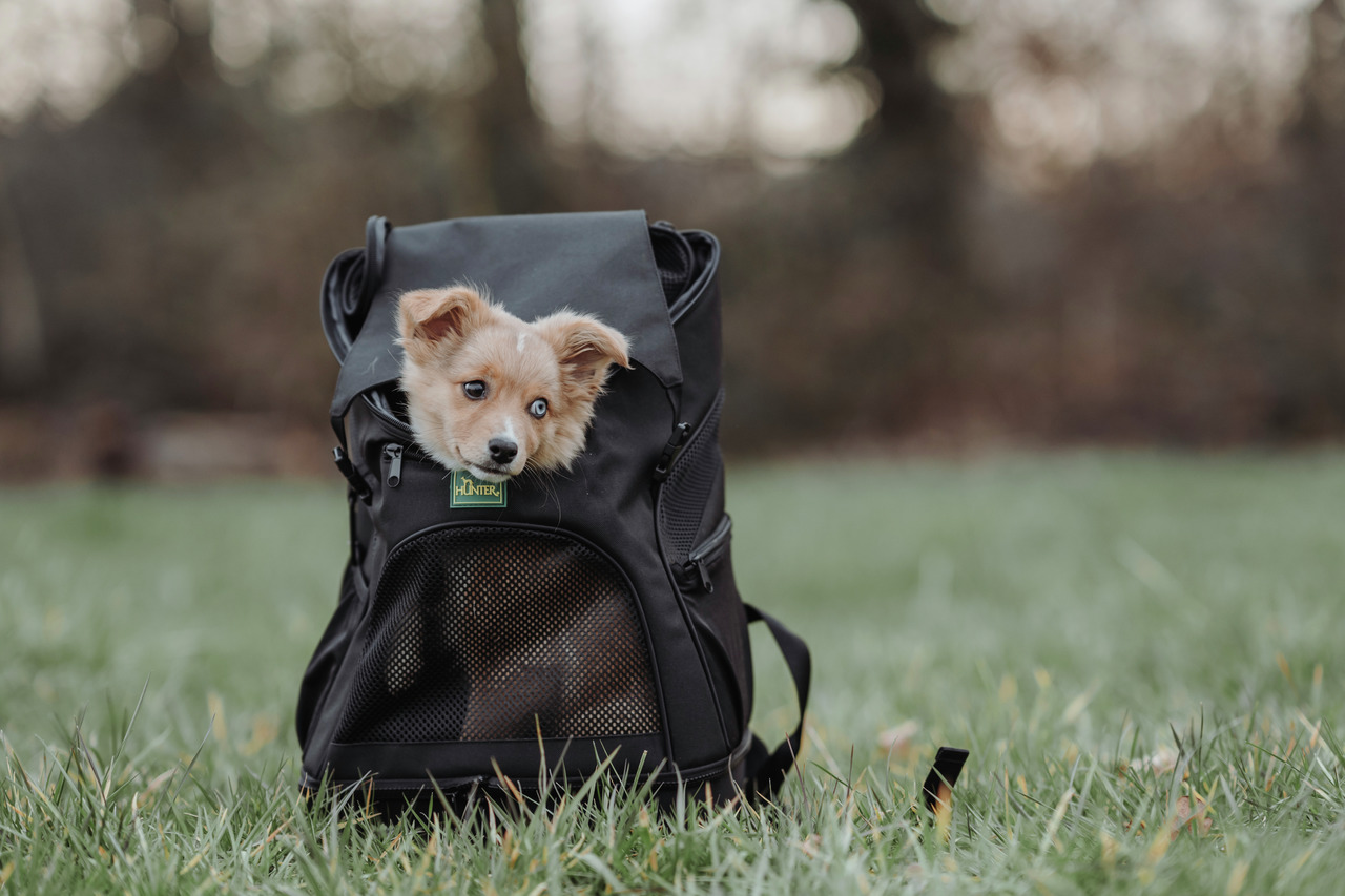 HUNTER Hunderucksack, schwarz, für Hunde, ideal für Spaziergänge-Reisen, sicher & bequem, mit Netzfenster, für Tierhalter.
