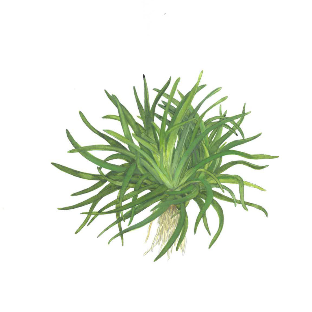 Tropica Cryptocoryne spiralis 'Tiger', Aquarienpflanze, grüne Blätter, ideal f. Süßwasseraquarien, Versteckmglk., Anfänger+Profis.