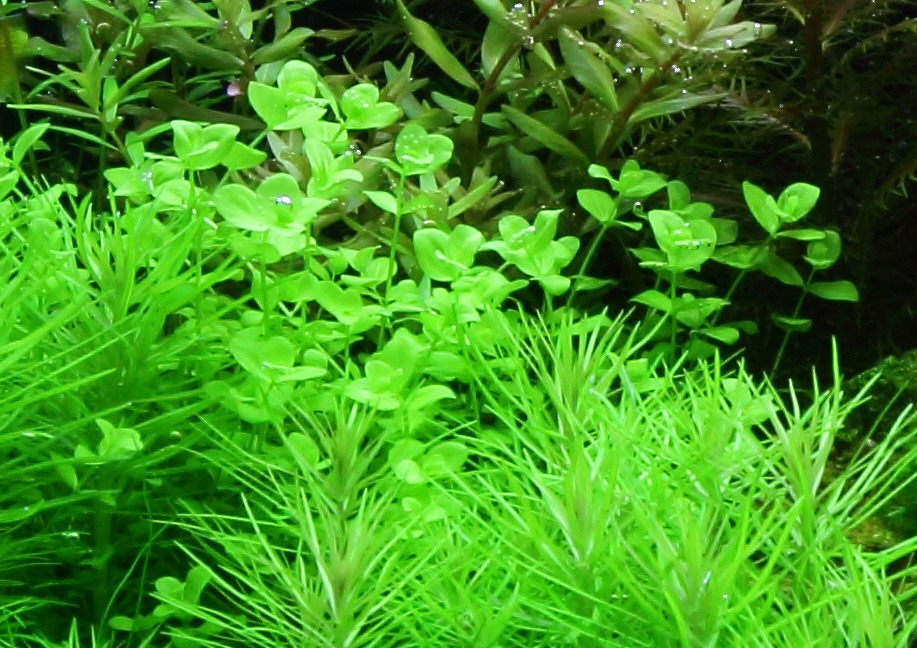 Das Bild zeigt eine üppige Auswahl an Aquarienpflanzen der Marke Tropica, die für Süßwasseraquarien geeignet sind. Im Vordergrund sind feine, grasartige Pflanzen zu sehen, während im Hintergrund größere, grüne Blätter mit rötlichen Akzenten dominieren. Id