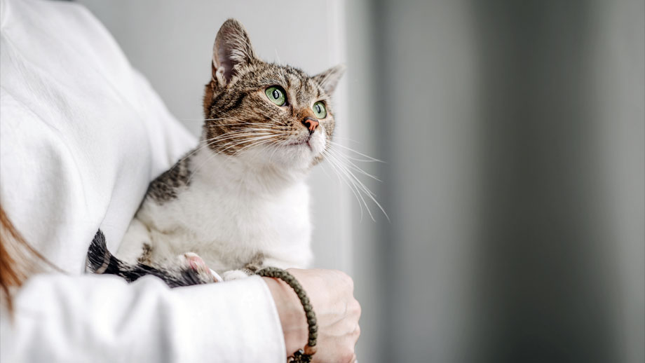 Bluthochdruck Bei Katzen Teaser