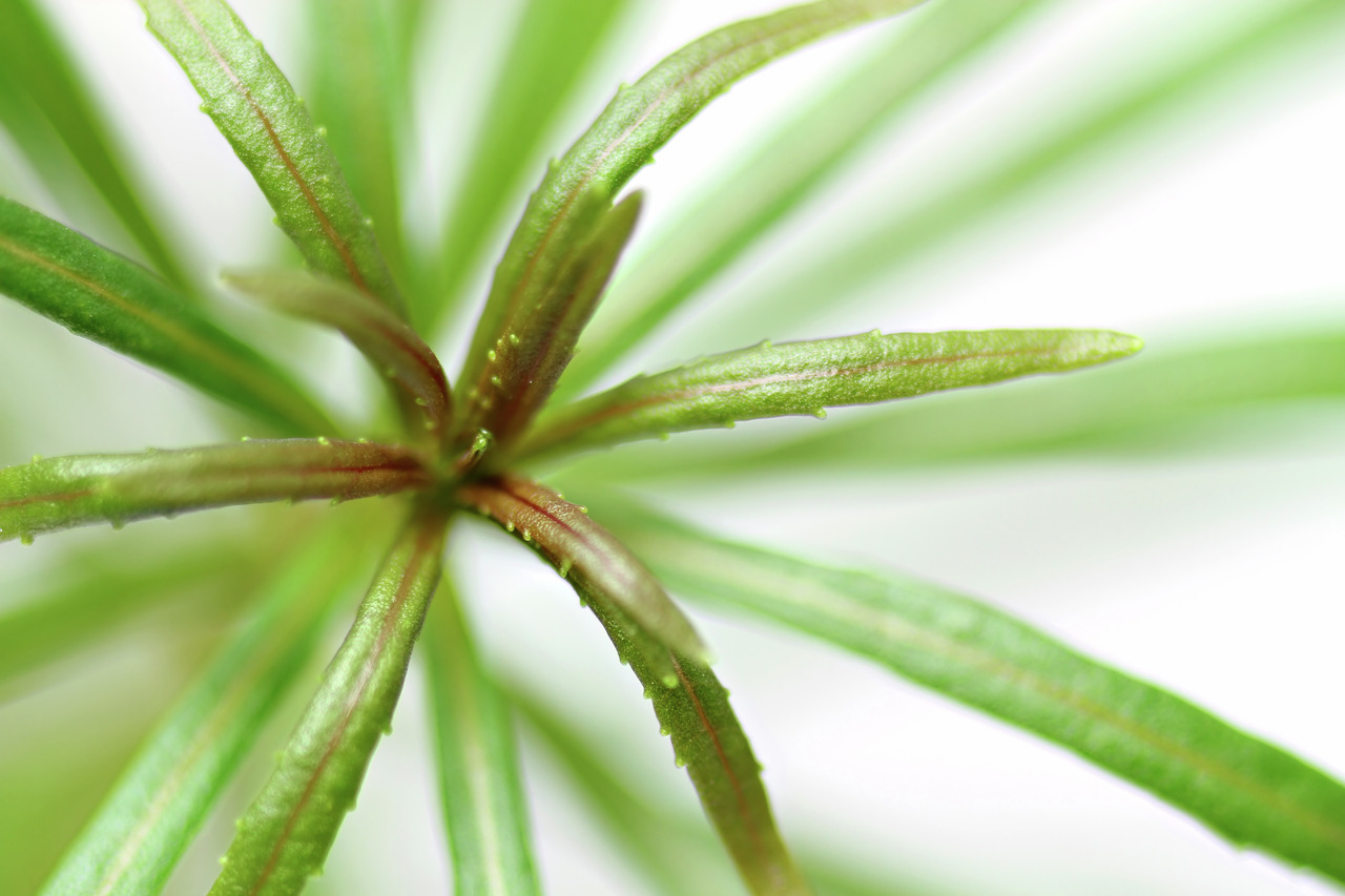 Nahaufnahme einer Pflanze mit schmalen, glänzenden Blättern in Grün-Rot-Tönen, sternförmig angeordnet, unscharfer Hintergrund.