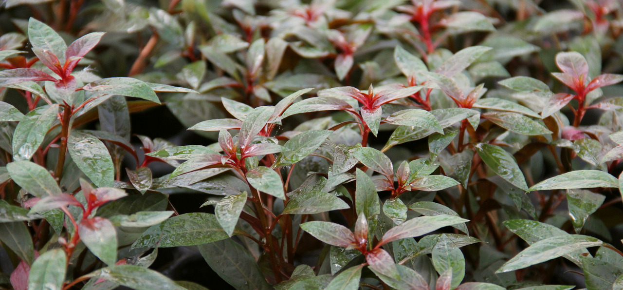 Alternanthera reineckii „Mini“, ideal f. Aquarien, grüne Blätter m. roten Akzenten, frisch & gesund, schafft nat. Atmosphäre.
