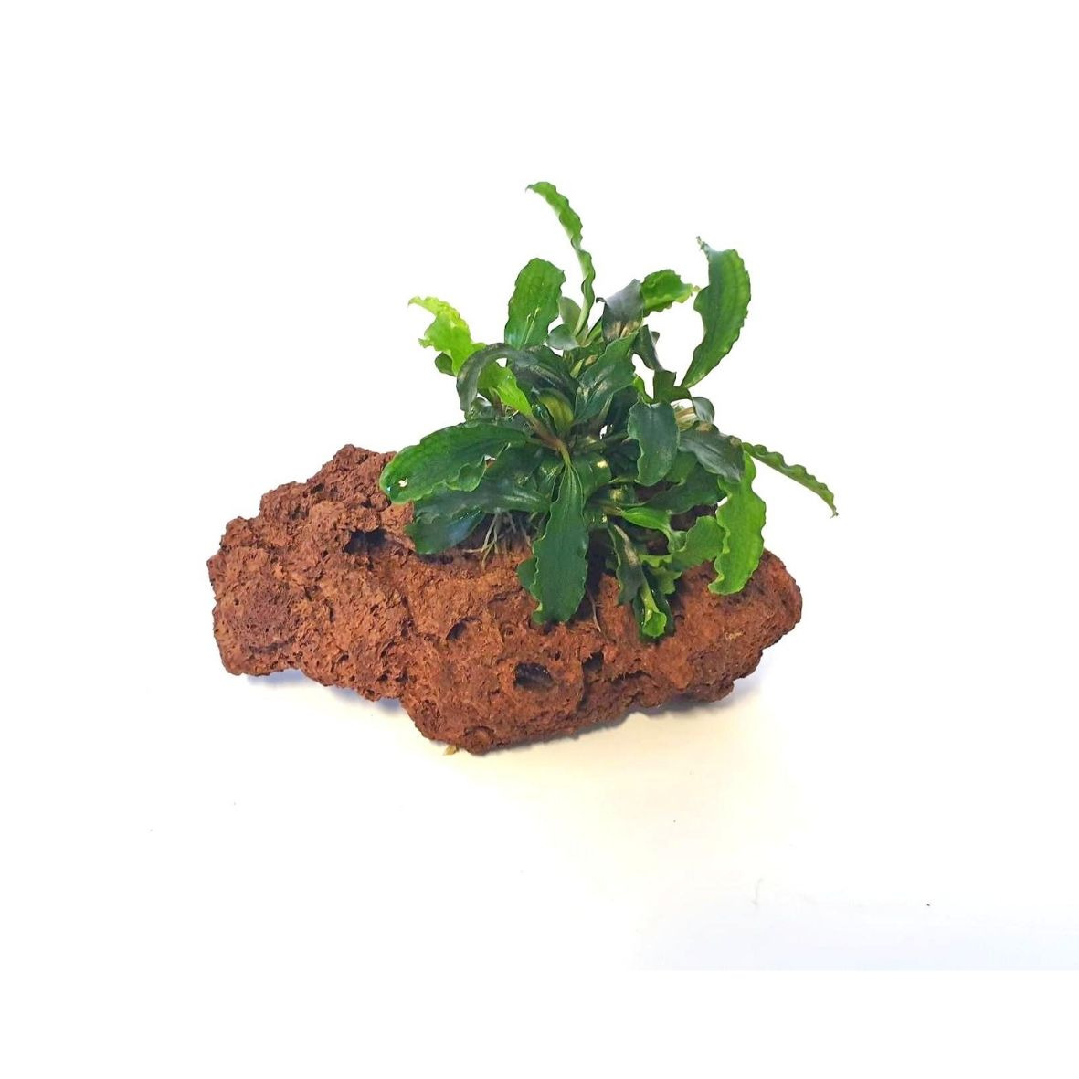 ALOHA Bucephalandra spec. auf Stein