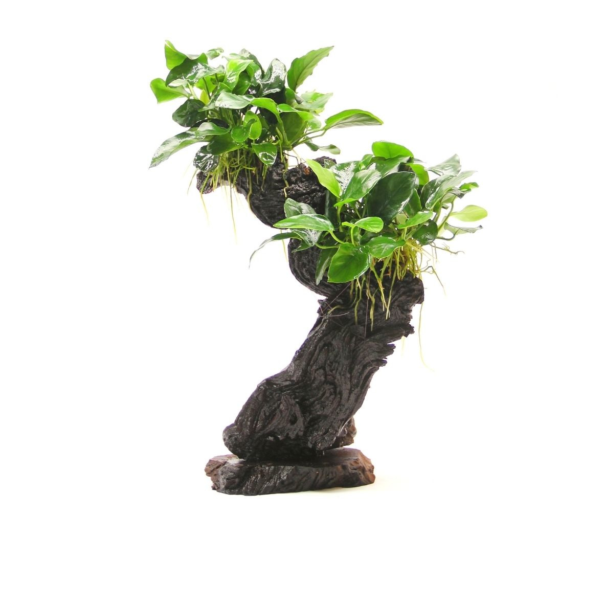 ALOHA Mopani mittel mit Anubias nana