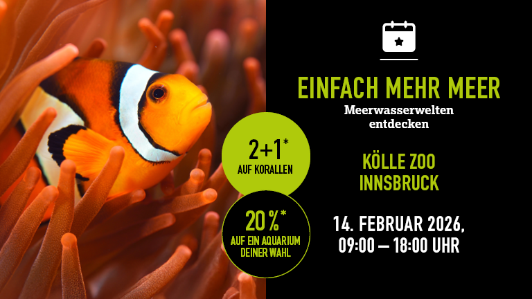 140226 Mehrmeer Innsbruck Mobile 768x432px