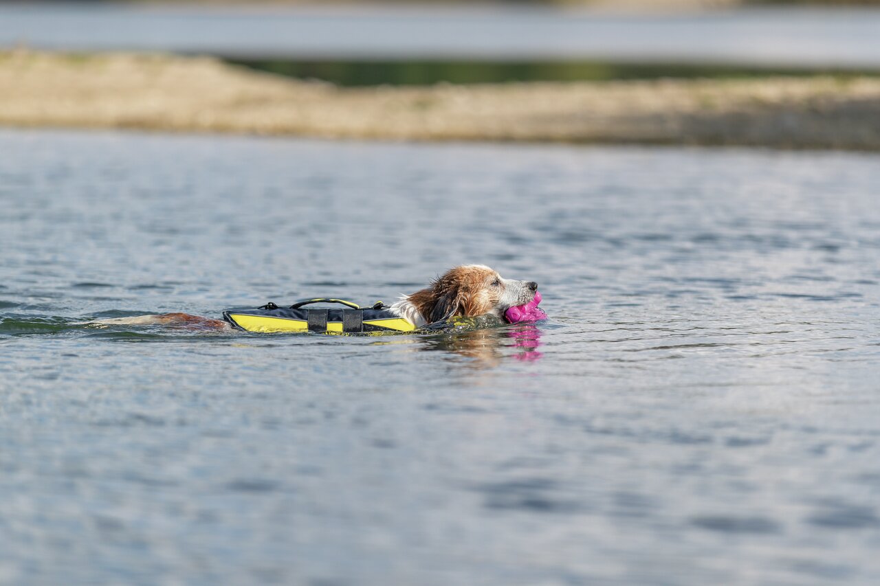 TRIXIE Schwimmweste für Hunde, gelb, für Sicherheit beim Schwimmen, optimaler Auftrieb, ideal für Wassersport.