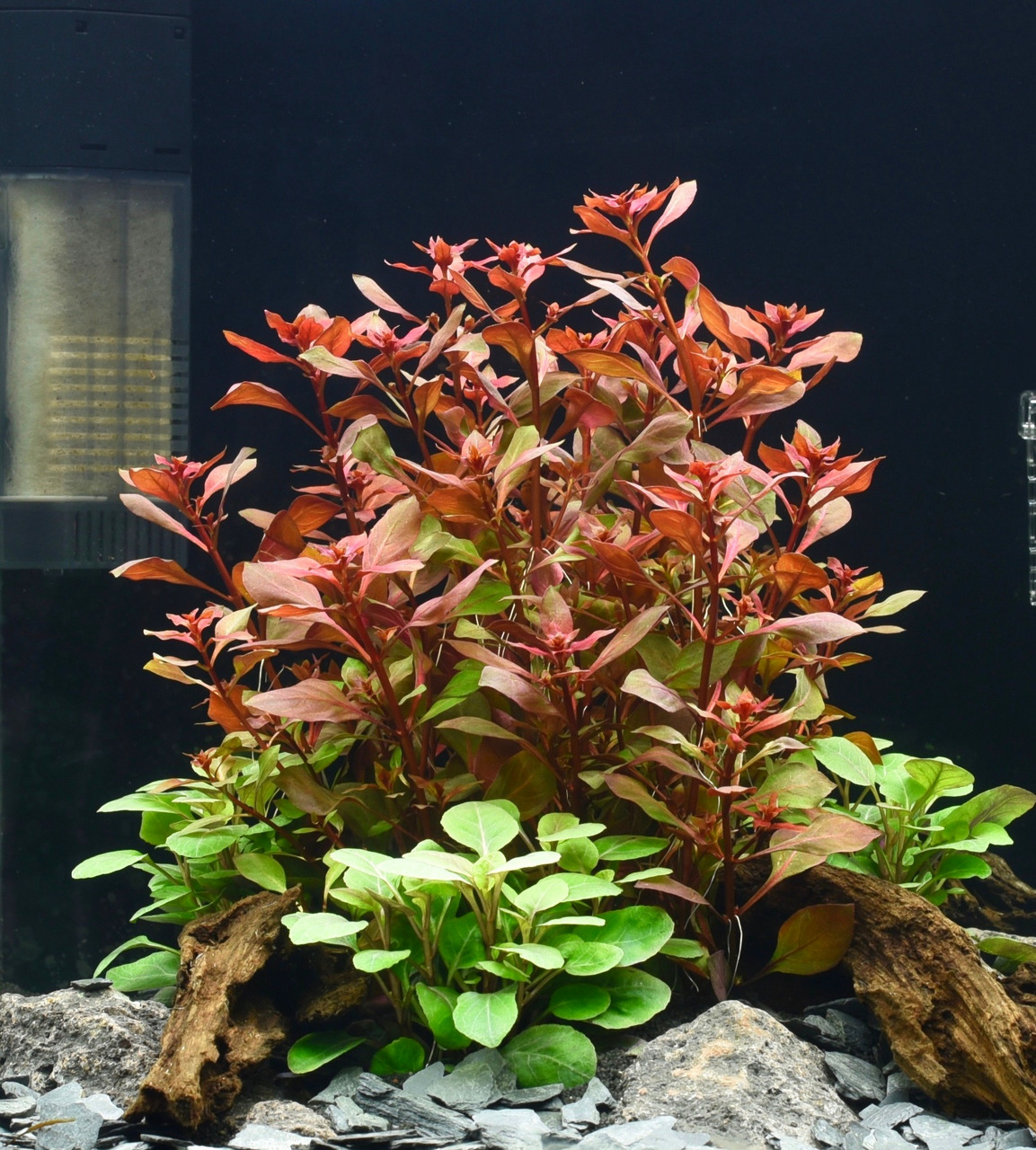 ALOHA Wasserpflanze, für Süßwasseraquarien, rote-grüne Blätter, ideal für Fische & Garnelen, bietet Versteckmöglichkeiten.