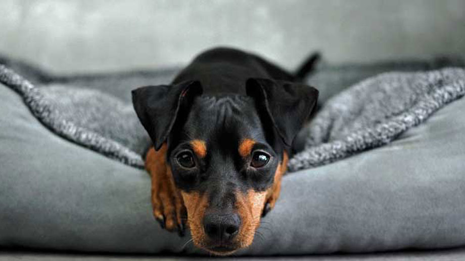 Welche Bedrfnisse Hat Ein Hund Teaser